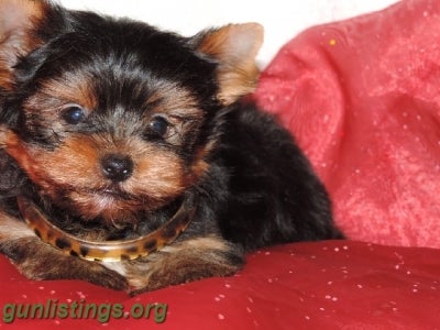 Misc $250.T-cup Yorkie Puppies For Adoption!! ((832)937-8464