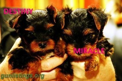 Misc Affectionate Teacup Yorkie Puppies Available