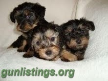 Misc Awesome Teacup Yorkie Puppies For Free Adoption