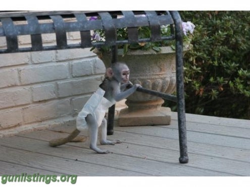 Misc Cute And Adorable Baby Capuchin Monkeys For Adoption