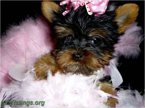 Misc Pure Breed Male/Female Teacup Yorkie Puppies For Lovely
