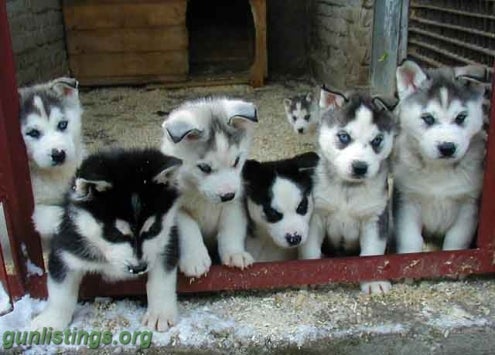 Misc Siberian Husky Puppies