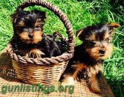Wtb Cute Yorkie Puppies For Adoption....