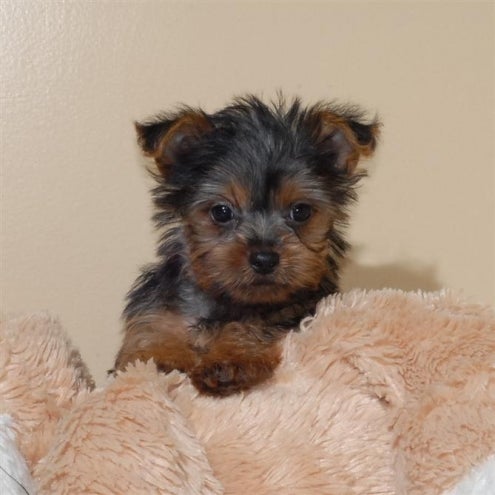 Misc Lovely Tea Cup Yorkie Puppies For Free Adoption