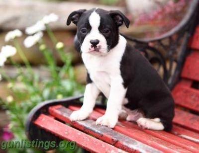 Boston Terrier puppies in lafayette / west lafayette, Indiana gun