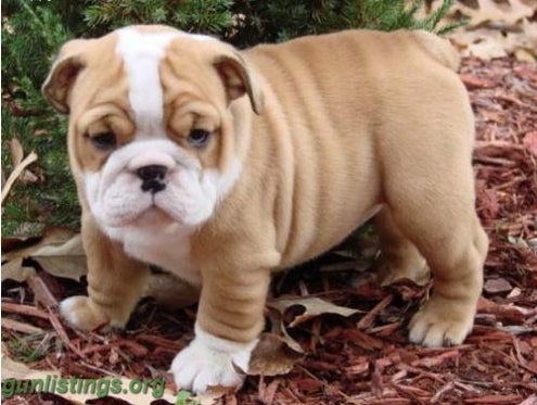 Healthy English Bulldog Puppies For Adoption In Los Angeles California Gun Classifieds Gunlistings Org