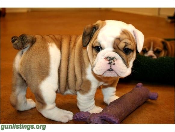 Gunlistings.org - Misc Akc Reg. English Bulldog Puppies Available