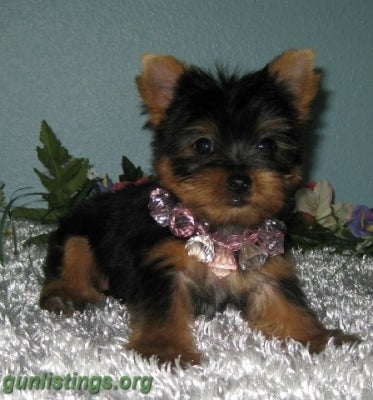 Misc Teacup Yorkie Puppies For Rehoming. Text (832) 937-8464